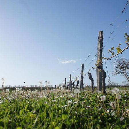 Entre Pierre Et Vigne - Charming Former Winery Farmhouse With Hot Tub & Swimming Pool Monestier  Exterior photo