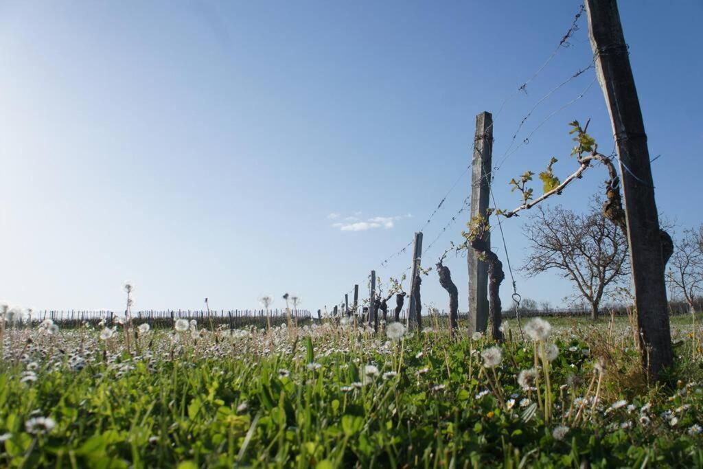 Entre Pierre Et Vigne - Charming Former Winery Farmhouse With Hot Tub & Swimming Pool Monestier  Exterior photo